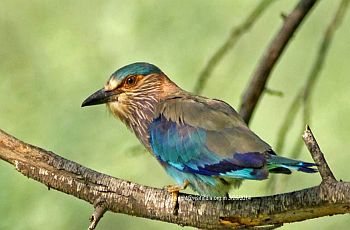 Indian Roller